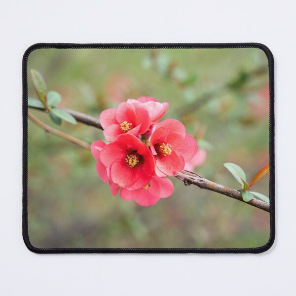 Item preview, Flowering Quince Vibrant Pink Bloom Cluster designed and sold by Georgia Mizuleva.