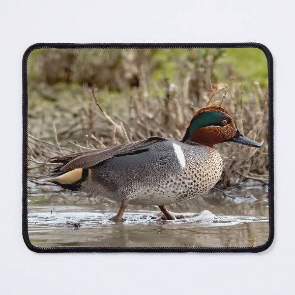 Item preview, Green Winged Teal Duck designed and sold by CarolM.