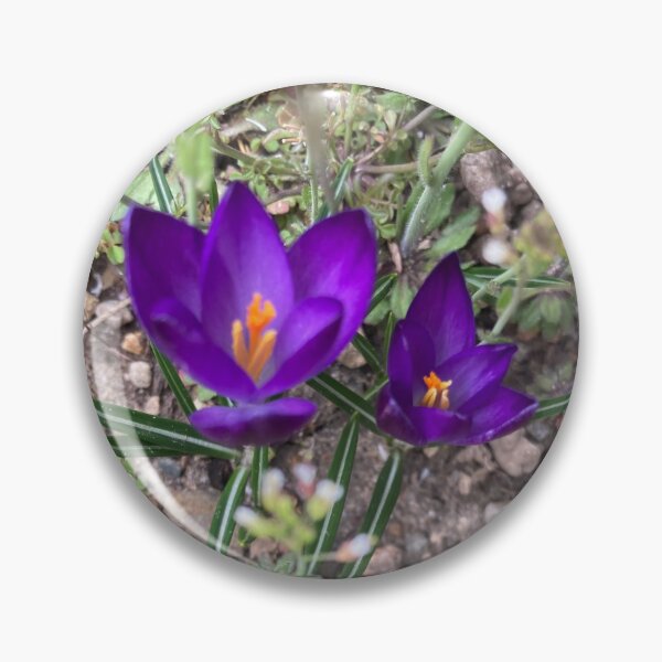 Item preview, Two Sharp Crocuses  designed and sold by Amanda1775.