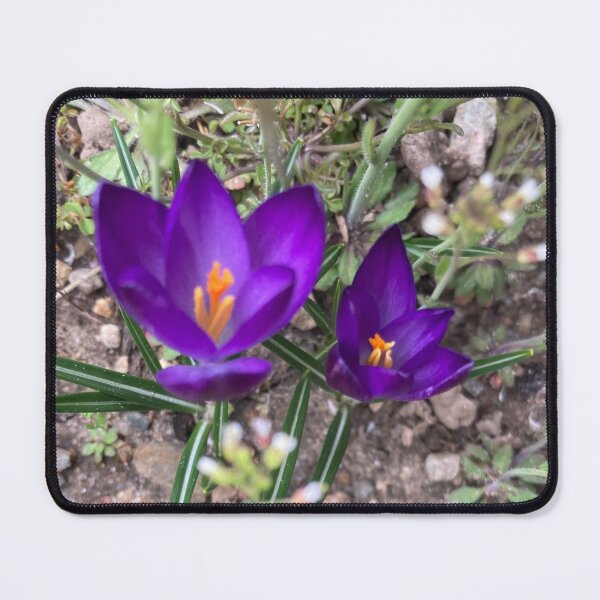 Item preview, Two Sharp Crocuses designed and sold by Amanda1775.