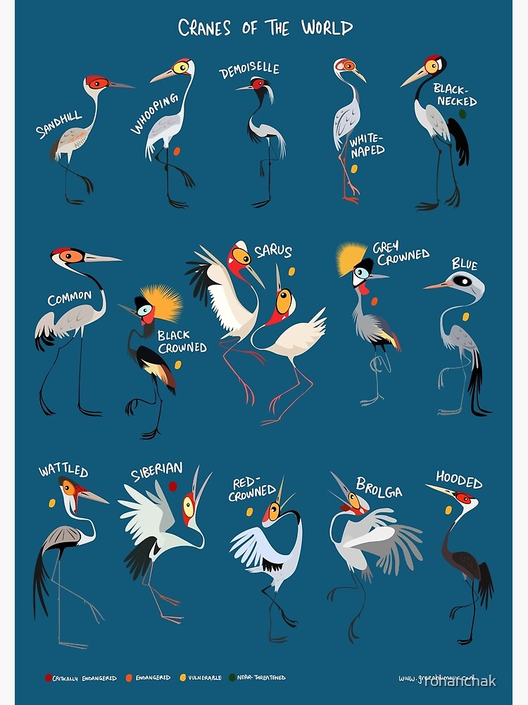 Thumbnail 3 of 3, Poster, Cranes of the World designed and sold by rohanchak.