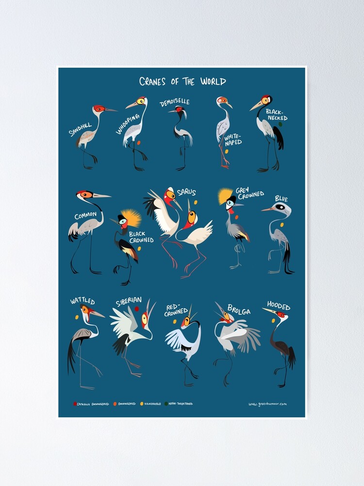 Thumbnail 1 of 3, Poster, Cranes of the World designed and sold by rohanchak.