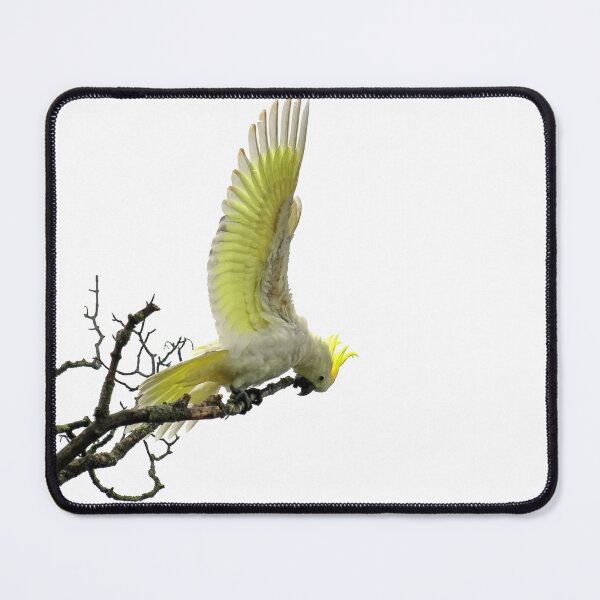 Item preview, White Sulphur-Crested Cockatoo designed and sold by John Weeks.