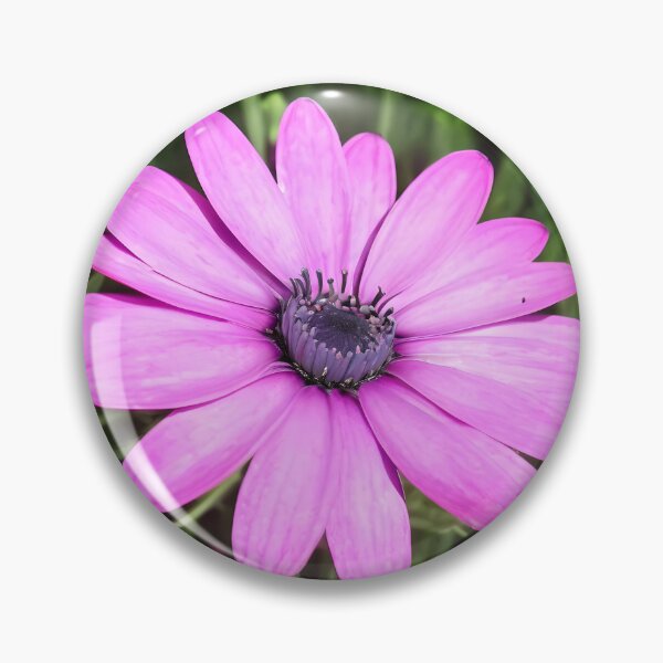 Item preview, Single Pink African Daisy Against Green Foliage Art designed and sold by taiche.