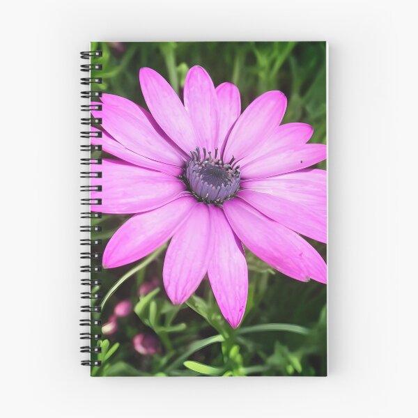 Item preview, Single Pink African Daisy Against Green Foliage Art designed and sold by taiche.