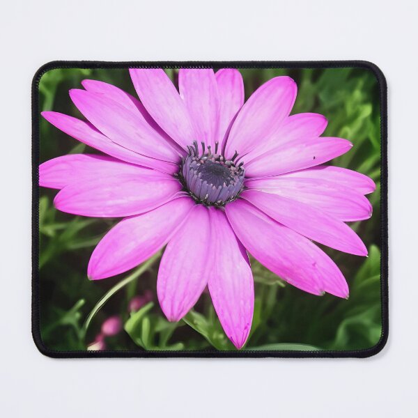 Item preview, Single Pink African Daisy Against Green Foliage Art designed and sold by taiche.