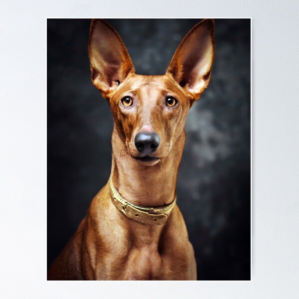 Item preview, The Pharaoh Hound designed and sold by Tom McPherson Photography.