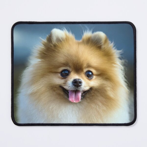Item preview, Pomeranian designed and sold by Tom McPherson Photography.