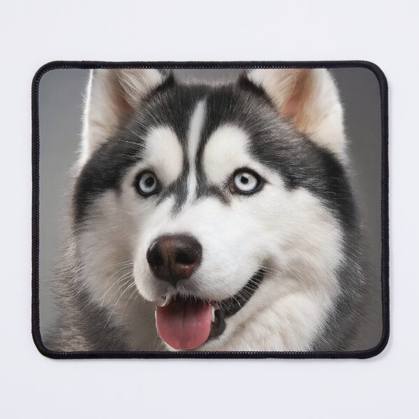 Item preview, Siberian Husky designed and sold by Tom McPherson Photography.