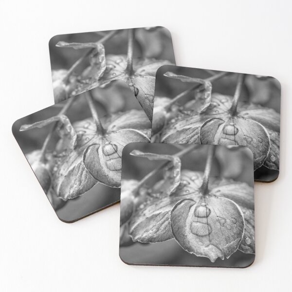 Item preview, Dewdrops On Helleborus Black And White designed and sold by Tanya C  Smith.