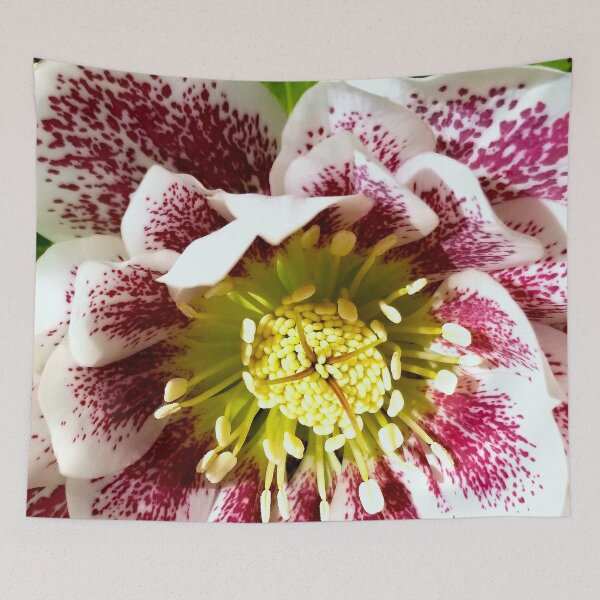 Item preview, Helleborus Wedding Party 'Confetti Cake' designed and sold by bjtomiko.