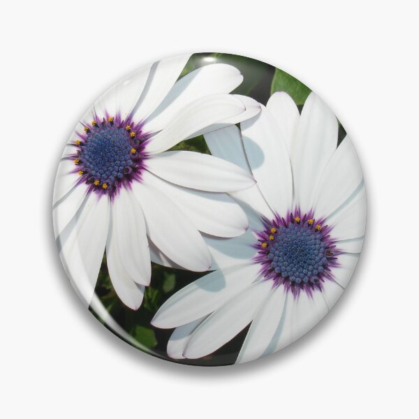 Item preview, A Pair of Pristine White African Daisies designed and sold by taiche.