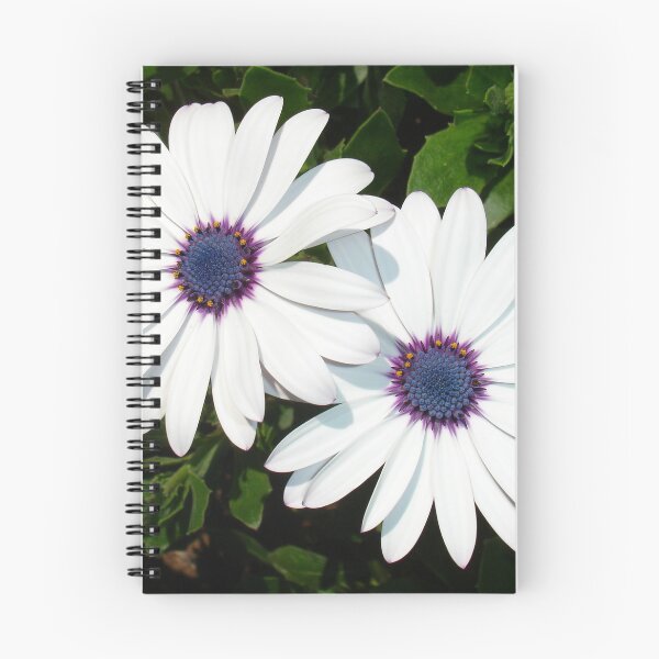 Item preview, A Pair of Pristine White African Daisies designed and sold by taiche.