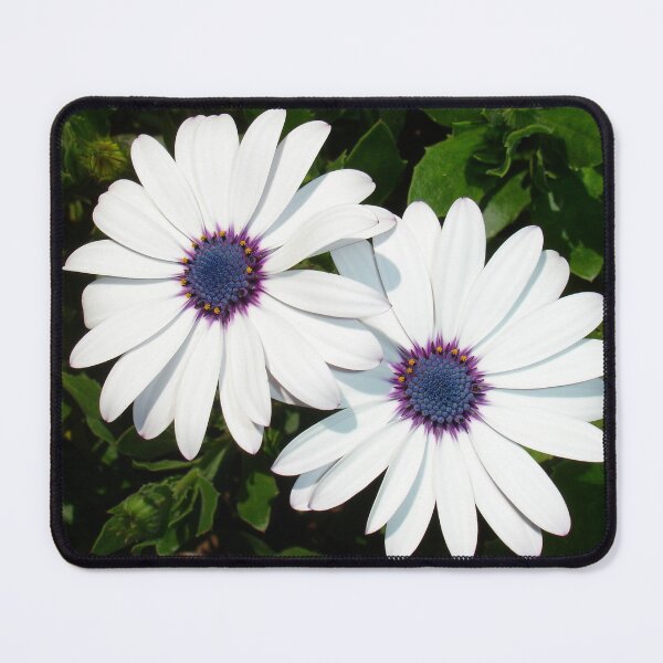 Item preview, A Pair of Pristine White African Daisies designed and sold by taiche.