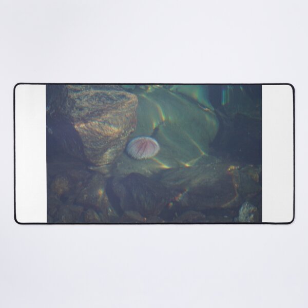 Item preview, Sea Urchin designed and sold by Norwegian Outdoors.