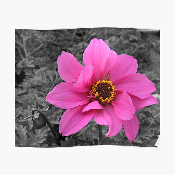 Pink Dahlia Poster