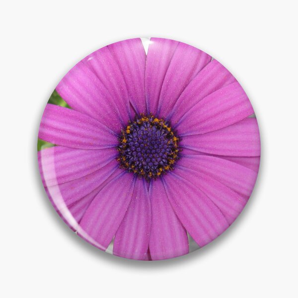 Item preview, Violet Pink Osteospermum Flower Daisy Close Up designed and sold by taiche.