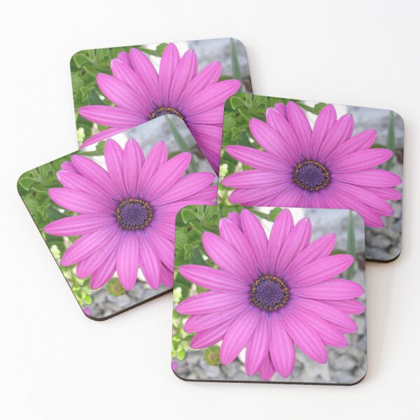 Item preview, Violet Pink Osteospermum Flower Daisy Close Up designed and sold by taiche.