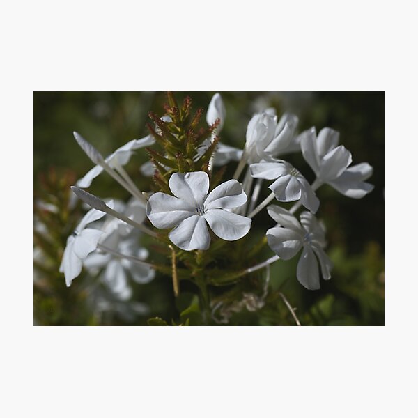 White Plumbago flowers Photographic Print