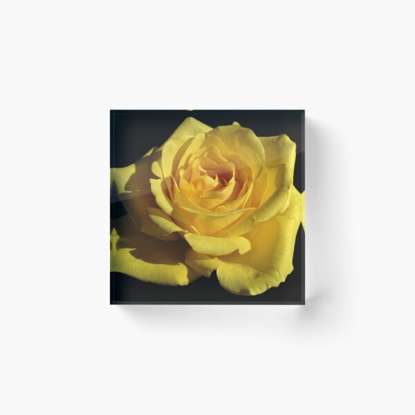 Aperçu de l'œuvre Une rose jaune créée et vendue par JennHolton.