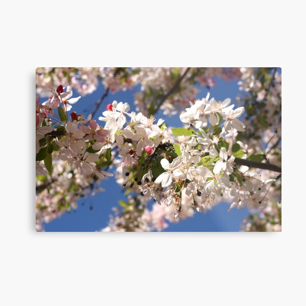 Fresh spring Metal Print
