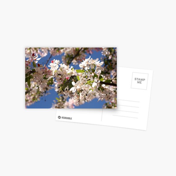 Fresh spring Postcard