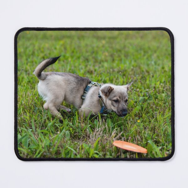 Item preview, Swedish Vallhund Puppy with frisbee designed and sold by TheVallhundStop.