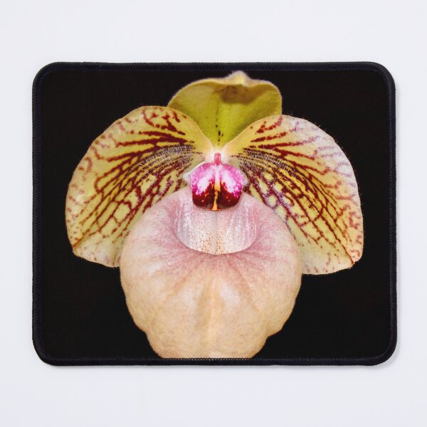 Item preview, Lady Slipper Orchid on Black Background designed and sold by richardbryce.