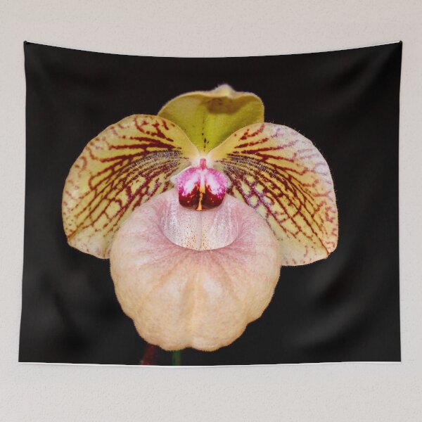 Item preview, Lady Slipper Orchid on Black Background  designed and sold by richardbryce.