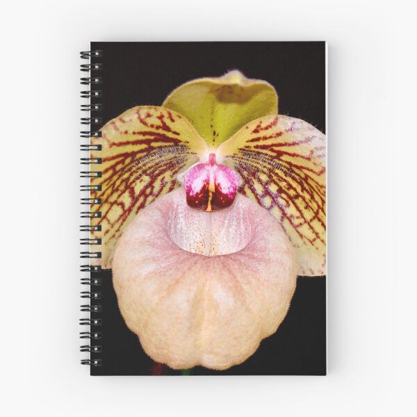 Item preview, Lady Slipper Orchid on Black Background  designed and sold by richardbryce.