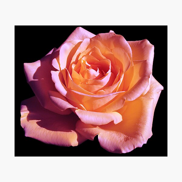 Item preview, Pink Rose designed and sold by JennHolton.