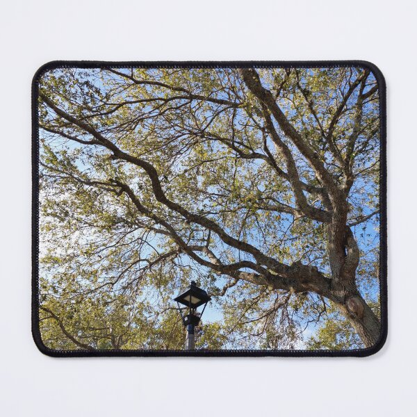 Item preview, Underside of a Tree and Lamp designed and sold by Pachewba.