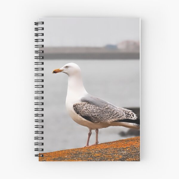 Item preview, Herring Gulls designed and sold by Dorset Girl.