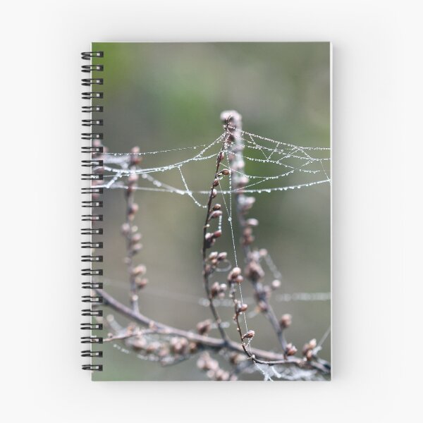 Item preview, branch with dew drops and spider cobweb designed and sold by goceris.