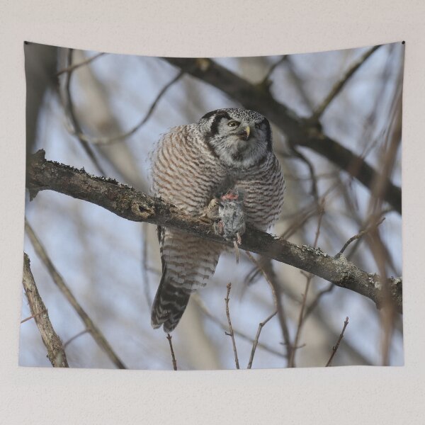 Item preview, Hawk owl with vole designed and sold by locustgirl.