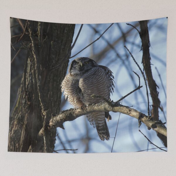 Item preview, Hawk owl with secret prey designed and sold by locustgirl.