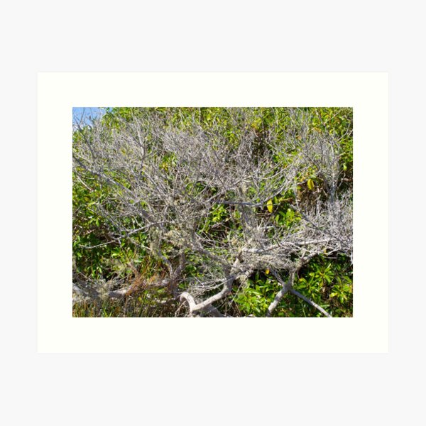Item preview, Tree Of Twigs designed and sold by Michael McGimpsey.