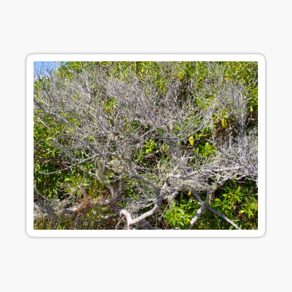 Item preview, Tree Of Twigs designed and sold by Michael McGimpsey.