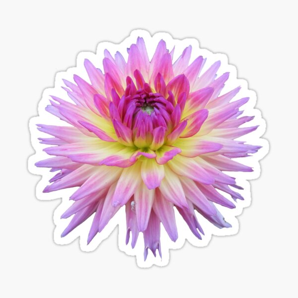 Dahlia Pink Jupiter Sticker