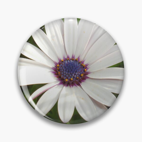 Item preview, Beautiful Osteospermum White Daisy With Purple Center  designed and sold by taiche.