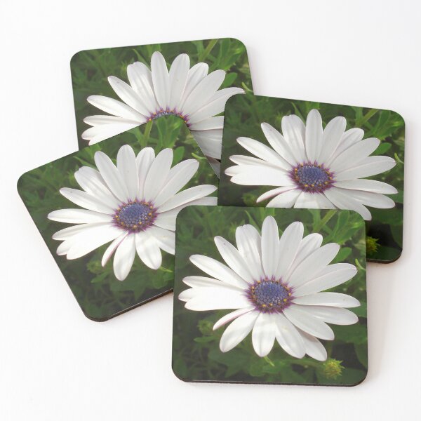 Item preview, Beautiful Osteospermum White Daisy With Purple Center  designed and sold by taiche.