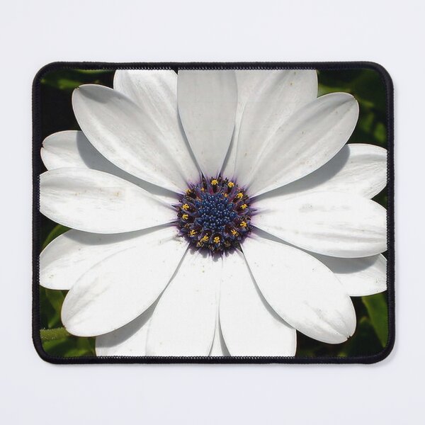 Item preview, Beautiful Blossoming White Osteospermum Flower designed and sold by taiche.