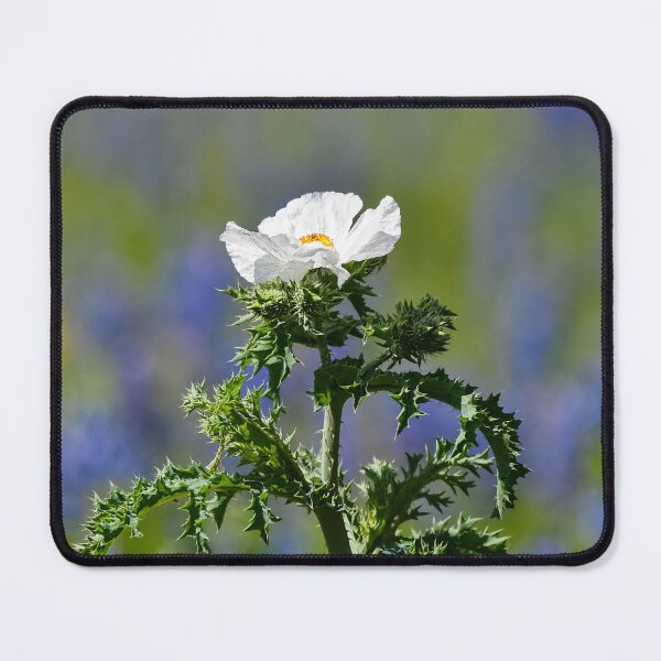 Item preview, Texas Prickly Poppy designed and sold by anchorsofhope.