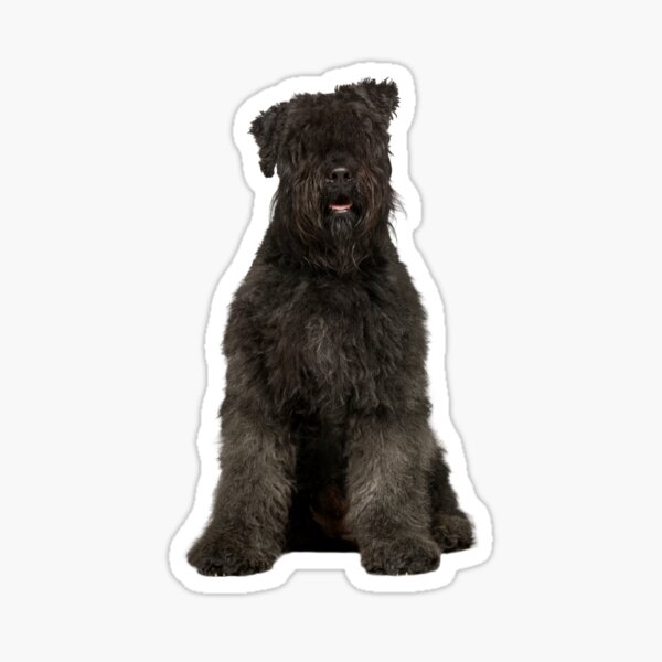 Stickers Sur Le Theme Bouvier Des Flandres Redbubble