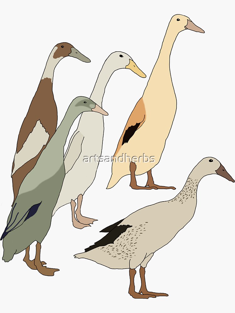 Aperçu 3 sur 3. Sticker avec l'œuvre Canards coureurs indiens créée et vendue par artsandherbs.