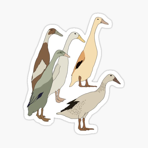 Aperçu de l'œuvre Canards coureurs indiens créée et vendue par Arts and Herbs.