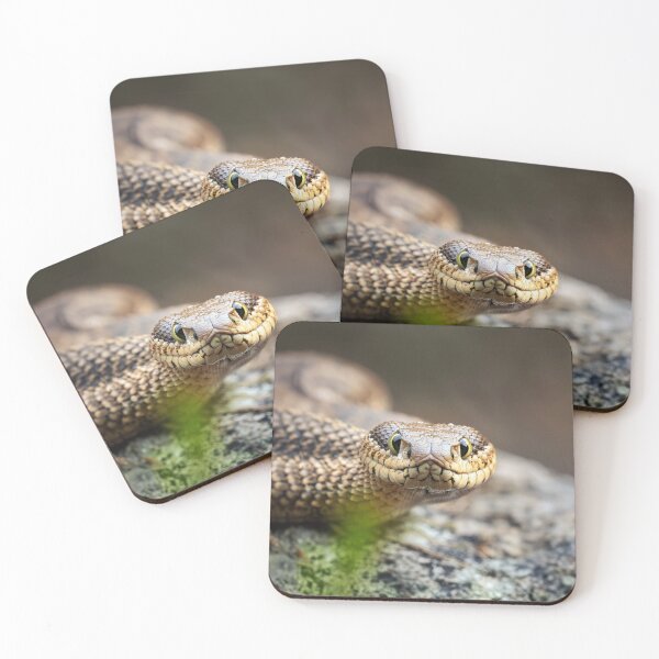 Item preview, The Adder designed and sold by Tom McPherson Photography.