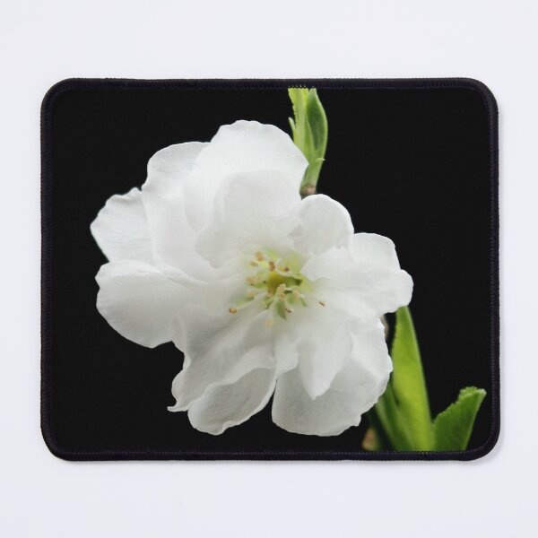 Item preview, White Cherry Blossom designed and sold by AnthonyThomas.