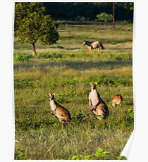 Wallabies in farmer's field Poster