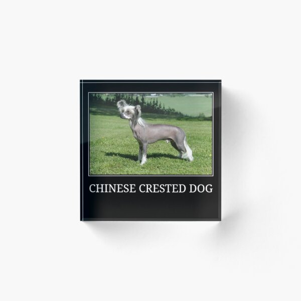 Artikelvorschau, Chinesischer Schopfhund entworfen und verkauft von stephgio.
